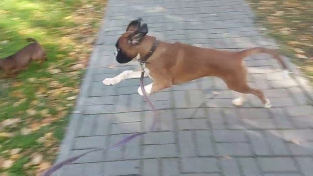 Первая прогулка щенка боксера 3,5 мес. / Boxer puppy's first walk 3.5 months. смотреть онлайн
