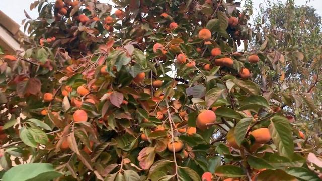 ✅ДЕРЕВО ХУРМА КОРОЛЕK. Полезные качества хурмы.