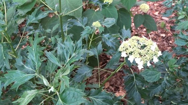 Hydrangea arborescens ´Emerald Lace´ смотреть онлайн