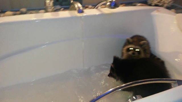 Еноты в Луганске в ванне смотреть онлайн