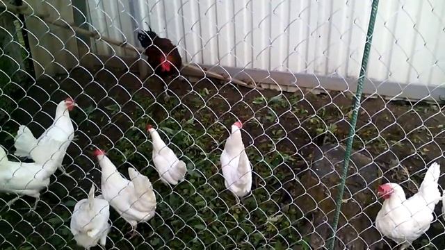 Петушок маран подрос, пока подселили к леггорнам смотреть онлайн
