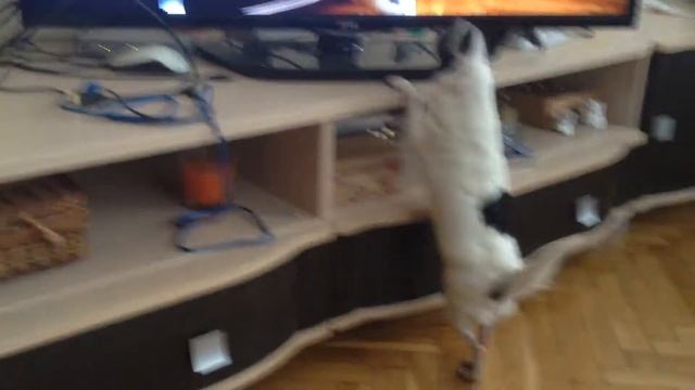 Собака лает на свое изображение в телевизоре смотреть онлайн
