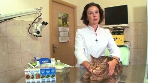 Как закапать глазные капли кошке