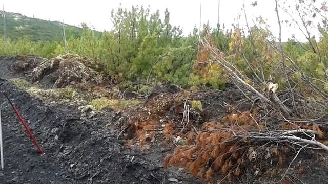 Мишка! ООО СА" ЗОЛОТО ЫНЫКЧАНА" смотреть онлайн
