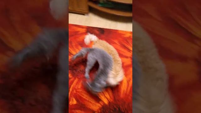 Два пуделя резвятся на ночь, спать не хотим), хотим беситься и играть💃🏼🤭🙆