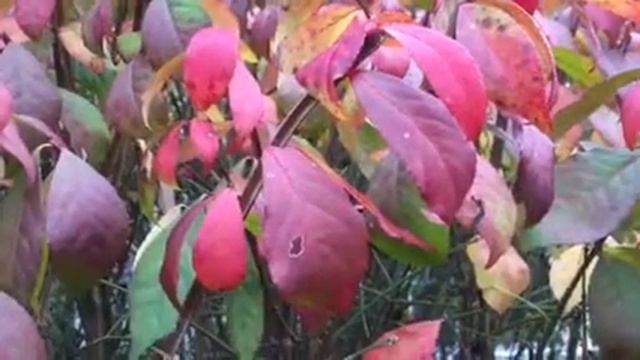 Burning Bush in Late Autumn! смотреть онлайн