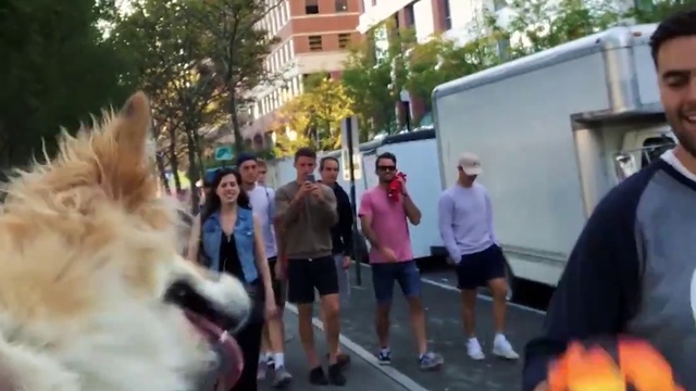 корги поиграл в мяч со случайным прохожим смотреть онлайн