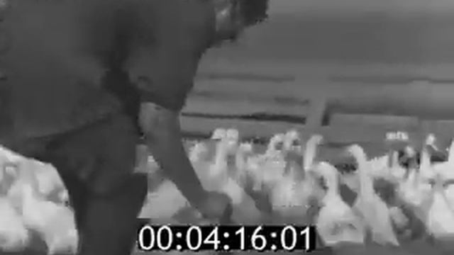 1974г Совхоз Юбилейный, Яшалта, птичья ферма смотреть онлайн