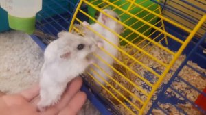 Как кричат джунгарские хомяки