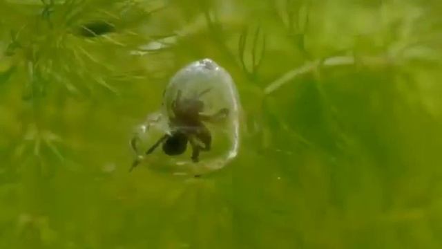 Водяной паук серебрянка смотреть онлайн