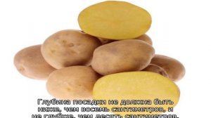 Картофель Метеор