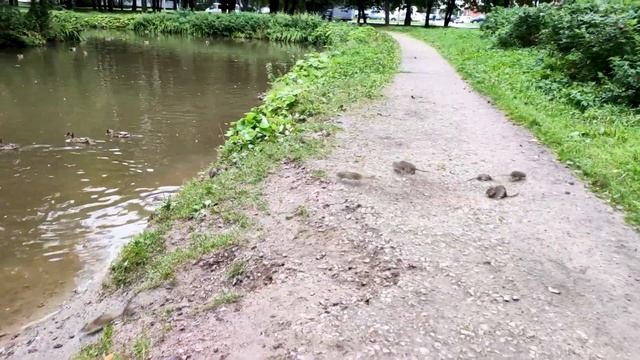 Крысы в парке Новознаменка Санкт-Петербург. Их становится всё больше! смотреть онлайн