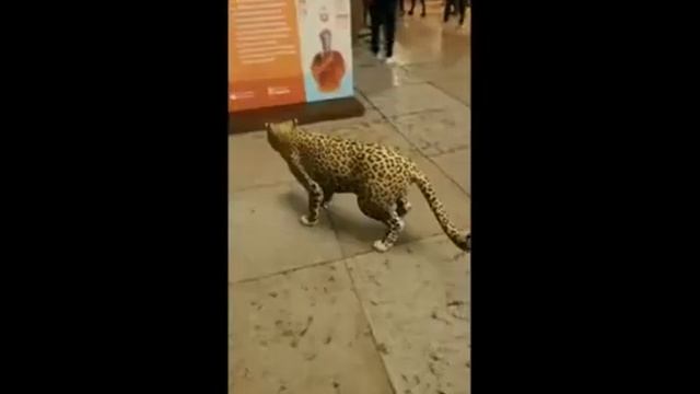 Ghepardo in piazza erbe смотреть онлайн