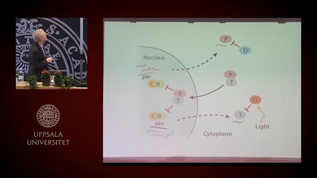 Nobel Laureates in medicine Rosbash & Young (pt 2/2) – Nobel Lectures in Uppsala 2017 смотреть онлайн