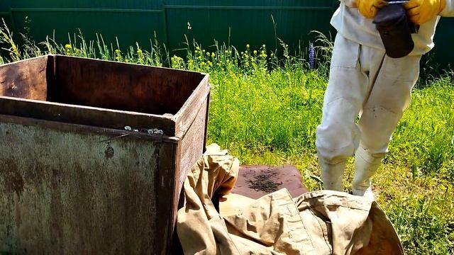 Снял ловушку у забора на участке. Очередной рой. смотреть онлайн