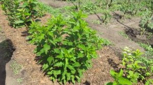 Наша коллекция гортензий 04.07-05.07.2017г.