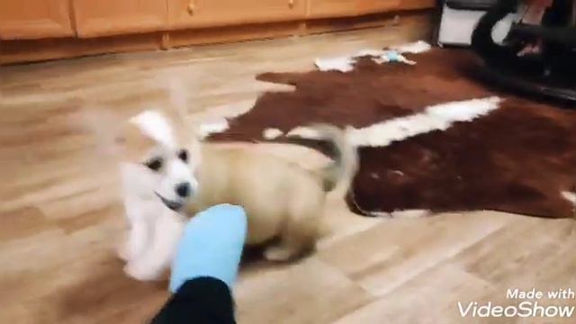 Девочка вельш корги пемброк Королева моего сердца Воплощение мечты))) Продается в питомнике. смотреть онлайн