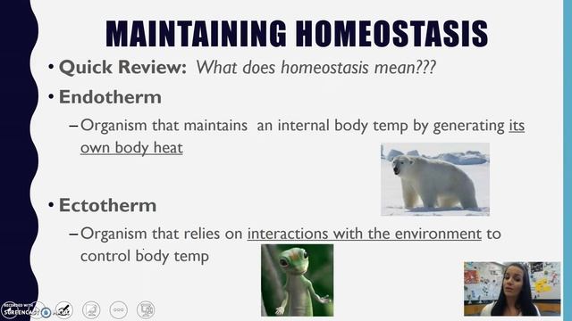 Bio - Animal Notes (updated) смотреть онлайн
