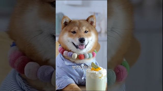 #Short #Dog #Best Dog's Life | Удивительная собака 2021 | Готовка собак 2021 | Умная собака 2021 смотреть онлайн