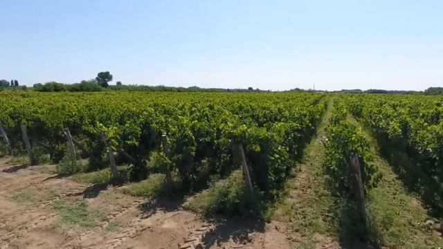 Vinarija Tonković - Kadarka смотреть онлайн