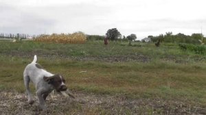 Щенок дратхаара дрессировка