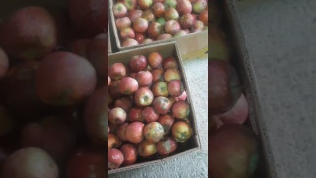 Продажа яблок ОПТОМ на переработку, цена 18 рублей