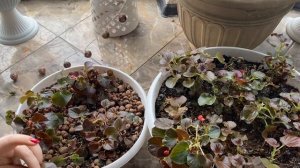 Бегония вечноцветущая ? черенкование