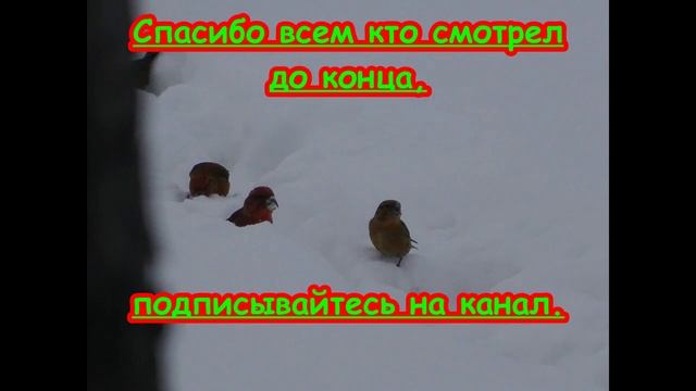 Лесные попугаи и стая тетеревов. смотреть онлайн