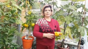 Мандарины Хашимото и Планелина