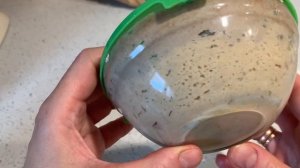 Закваска для хлеба. Пошагово. Получится у всех