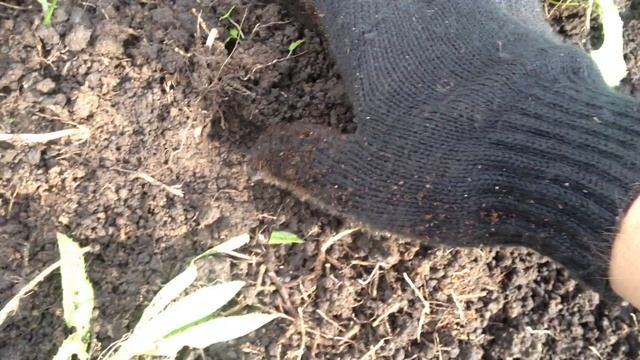 Выращивание земляники из семян.От посадки семени до ягод. смотреть онлайн