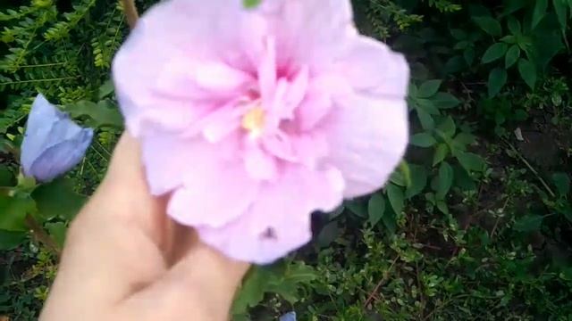 Гранат в открытом грунте с плодами/ смотреть онлайн