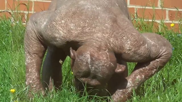 The fascinating hairless chimpanzees смотреть онлайн