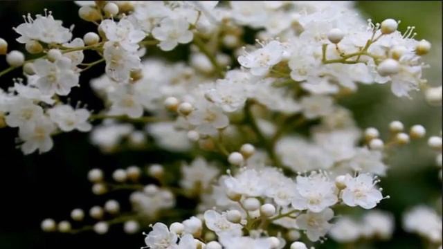 Sorbaria flower (HD720p) смотреть онлайн