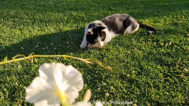 Awesome SO Cute Cat! Cute and Funny Cat Videos to Keep You Smiling! Funniest Cats! So Funny Animals смотреть онлайн