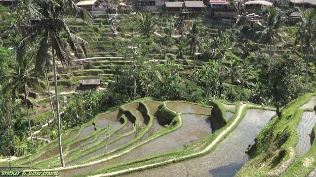 RICE TERRACES IN BALI tips & info - Tegallalang rice terrace Ubud Bali смотреть онлайн