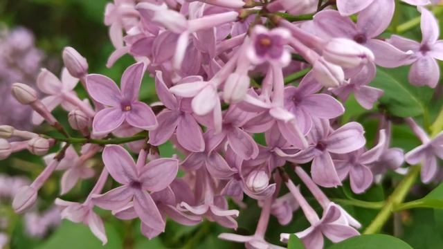 СИРЕНЬ цветёт, видео 2020 (шмель на СИРЕНИ) смотреть онлайн