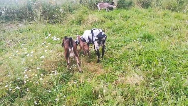 #нубийскиекозы Распродаем хозяйство