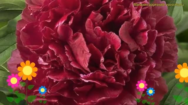 Пион молочноцветковый Хингхт. Краткий обзор, описание характеристик paeonia lactiflora Highlight смотреть онлайн