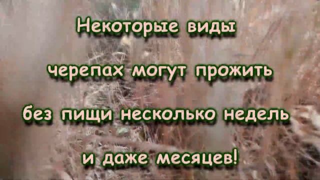 Секреты долголетия и другие тайны жизни черепах ): Люся 4