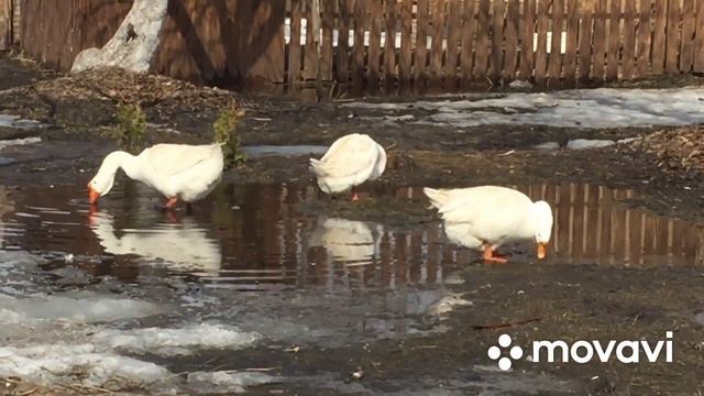 Гусей не обмануть, они сами все знают/ Гуляем с гусями Линда смотреть онлайн