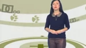 Как научить собаку послушанию