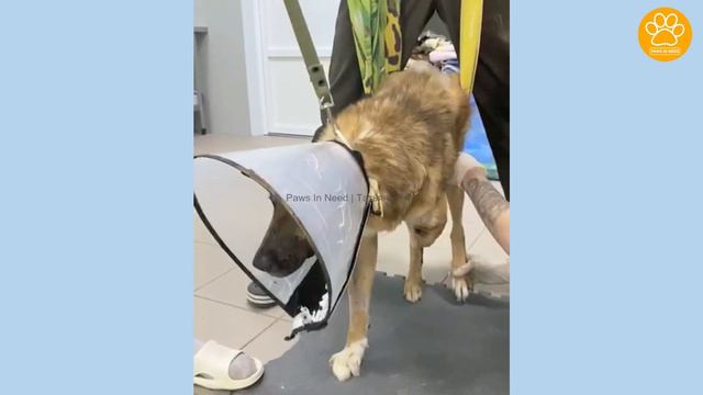 He Endured The Severe Trauma For Years And Fed By Local Residents