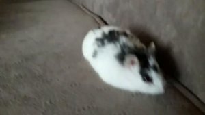 КАК ОПРЕДЕЛИТЬ ПОЛ ХОМЯКА ДЖУНГАРИКА / 2 СПОСОБА