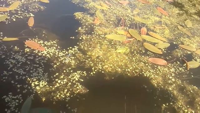 лягушка ? съела стрекозу! смотреть онлайн