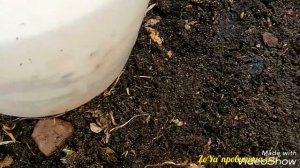 Посев капусты в АПРЕЛЕ. Как ,где, посеять капусту!?!? Личный опыт..