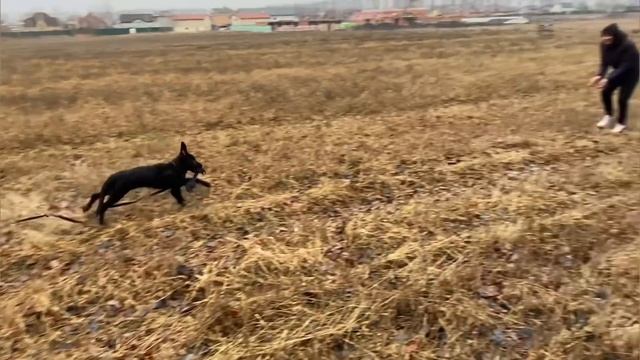 Первая прогулка щенка немецкой овчарки после карантина смотреть онлайн