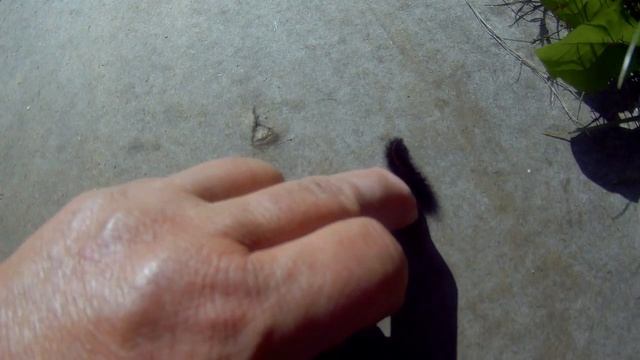 25 августа помидоры, арбуз, чеснок, картошка дача под Архангельском смотреть онлайн