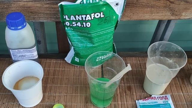 КАК ЛЕЧИТЬ РОЗЫ ОТ ЧЕРНОЙ ПЯТНИСТОСТИ????