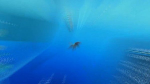 Blizzard and Sharkman Karate combo | Blox Fruits | PvP | Bounty Hunting | Roblox